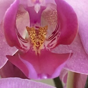 Meet your Posher, Connie